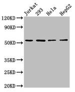 SLC16A12 Antibody in Western Blot (WB)