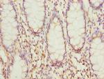 HSDL2 Antibody in Immunohistochemistry (Paraffin) (IHC (P))