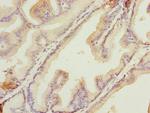 HSDL2 Antibody in Immunohistochemistry (Paraffin) (IHC (P))