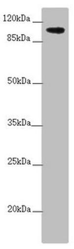 TTLL7 Antibody in Western Blot (WB)