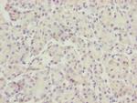 TTLL7 Antibody in Immunohistochemistry (Paraffin) (IHC (P))