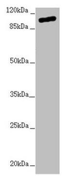 TTLL7 Antibody in Western Blot (WB)