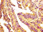 GDF7 Antibody in Immunohistochemistry (Paraffin) (IHC (P))