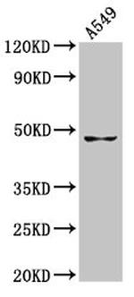 GDF7 Antibody in Western Blot (WB)