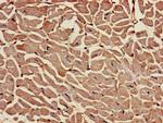 RAI1 Antibody in Immunohistochemistry (Paraffin) (IHC (P))