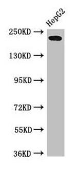 RAI1 Antibody in Western Blot (WB)