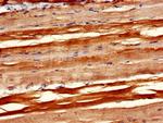 PXK Antibody in Immunohistochemistry (Paraffin) (IHC (P))