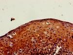 PXK Antibody in Immunohistochemistry (Paraffin) (IHC (P))