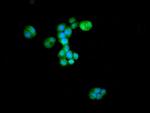 ATG4D Antibody in Immunocytochemistry (ICC/IF)