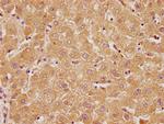 RTN4RL2 Antibody in Immunohistochemistry (Paraffin) (IHC (P))