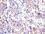 USP48 Antibody in Immunohistochemistry (Paraffin) (IHC (P))