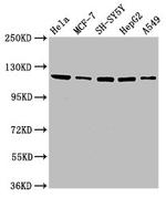 USP48 Antibody in Western Blot (WB)