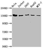 CAND1 Antibody in Western Blot (WB)