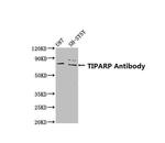 TIPARP Antibody in Western Blot (WB)