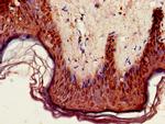 GPIHBP1 Antibody in Immunohistochemistry (Paraffin) (IHC (P))