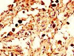 NPAS4 Antibody in Immunohistochemistry (Paraffin) (IHC (P))