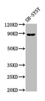 NPAS4 Antibody in Western Blot (WB)