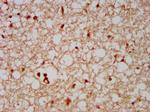 DMP4 Antibody in Immunohistochemistry (Paraffin) (IHC (P))