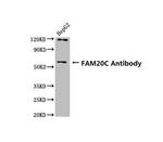 DMP4 Antibody in Western Blot (WB)