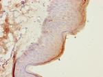 CEP57L1 Antibody in Immunohistochemistry (Paraffin) (IHC (P))