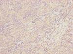 CEP57L1 Antibody in Immunohistochemistry (Paraffin) (IHC (P))