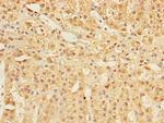 COMMD1 Antibody in Immunohistochemistry (Paraffin) (IHC (P))