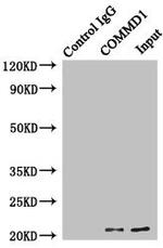 COMMD1 Antibody in Western Blot (WB)