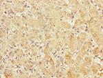 FRMD6 Antibody in Immunohistochemistry (Paraffin) (IHC (P))