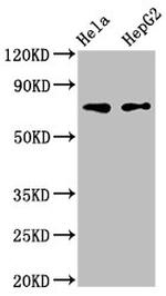 FRMD6 Antibody in Western Blot (WB)