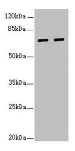 IWS1 Antibody in Western Blot (WB)