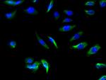 SLC22A17 Antibody in Immunocytochemistry (ICC/IF)