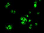 TSR2 Antibody in Immunocytochemistry (ICC/IF)