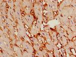 TSR2 Antibody in Immunohistochemistry (Paraffin) (IHC (P))