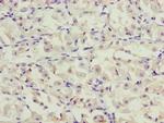 PPP2R3C Antibody in Immunohistochemistry (Paraffin) (IHC (P))