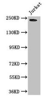 DOCK7 Antibody in Western Blot (WB)