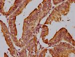 Jouberin Antibody in Immunohistochemistry (Paraffin) (IHC (P))