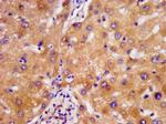 NDUFAF2 Antibody in Immunohistochemistry (Paraffin) (IHC (P))