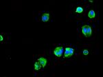 BITE Antibody in Immunocytochemistry (ICC/IF)