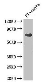 BITE Antibody in Western Blot (WB)