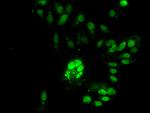 RNaseH2C Antibody in Immunocytochemistry (ICC/IF)