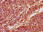 GANC Antibody in Immunohistochemistry (Paraffin) (IHC (P))