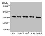 OXNAD1 Antibody in Western Blot (WB)