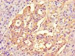 CISD2 Antibody in Immunohistochemistry (Paraffin) (IHC (P))