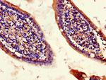 CISD2 Antibody in Immunohistochemistry (Paraffin) (IHC (P))