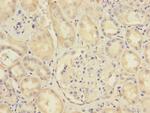 SCFD1 Antibody in Immunohistochemistry (Paraffin) (IHC (P))