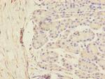 SCFD1 Antibody in Immunohistochemistry (Paraffin) (IHC (P))