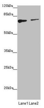 SCFD1 Antibody in Western Blot (WB)