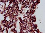 ELMOD3 Antibody in Immunohistochemistry (Paraffin) (IHC (P))