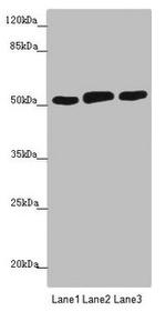 CRBN Antibody in Western Blot (WB)