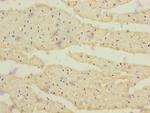 CRBN Antibody in Immunohistochemistry (Paraffin) (IHC (P))